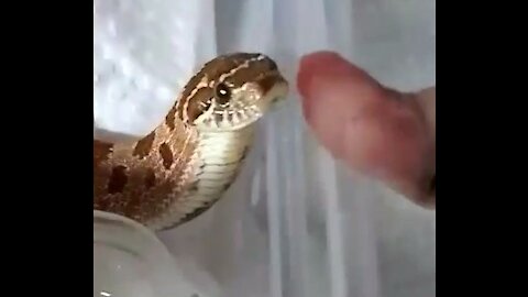 Hognose snake eating 🐍