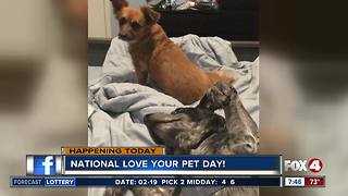 National love your pet day