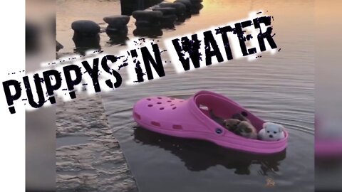 Cute Puppies ||Puppys In Water || Puppys Playing In Water ||