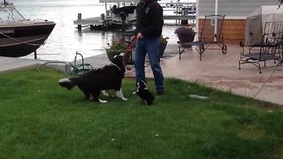 The Cutest Puppy Meets Her Dad