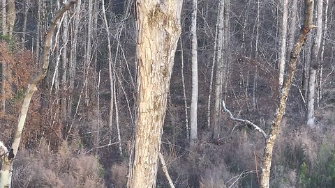 Wahuhi Hunts - Rattlesnake Hill - Feb. 7, 2024