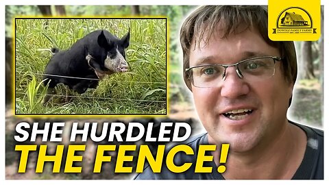 Why Does This Berkshire Sow Hurdle the Fences?