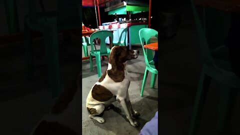 Dog Begging for Food in the Restaurant.