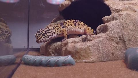 Gecko stalks caterpillar more than half its own size