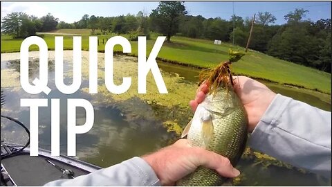 Frog Fishing Tip -- Follow Up Bait