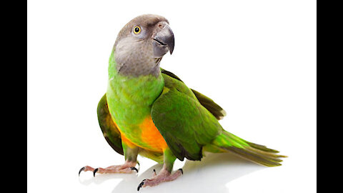 Smart And Funny Parrots Parrot Talking Videos