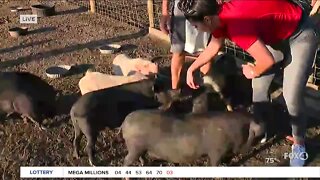 Meet the new rescue pigs at Little Bear Sanctuary in SWFL