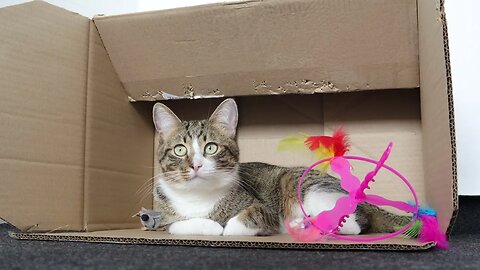 Cute Tabby Cat Sits in a Box with His Toys