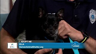 Adopt Ella Today At The Denver Animal Shelter