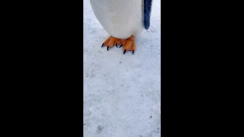 Funny Penguin 😅