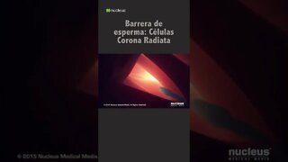 Barrera de esperma: Células Corona Radiata #shorts