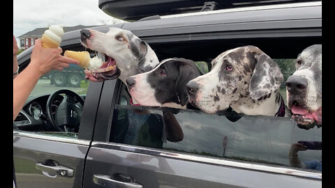 Five Funny Great Danes Enjoy DQ Ice Cream Cones - Down Da Hatch Darla Cone Cam