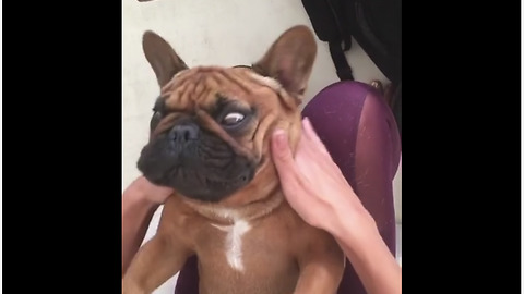 Spoiled dog gets full body massage