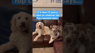 I bet this video can’t get the same number of likes and comments! #dogs #challenge #fyp #fypシ