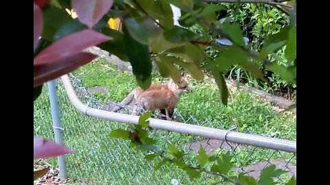 Suburban fox kits come out to play before dinner