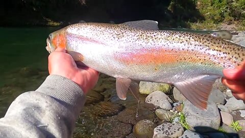 Catching Beautiful Huge Trout - Tongariro River NZ