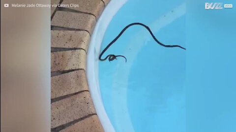 Un serpent chasse un lézard jusque dans une piscine