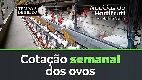 Cotação semanal dos ovos. Preço da uva niagara cai na região de Campinas.