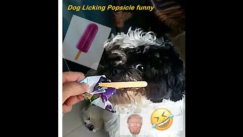 Dog Licking Popsicle funny