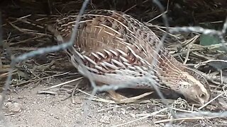 DIVERSÃO GARANTIDA COM AS CODORNA