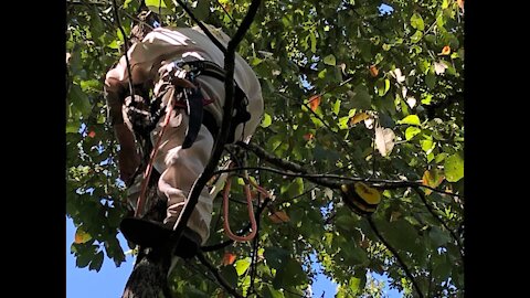 Removing a swarm from a tree