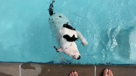Pitbull puppy dives under water for torpedo