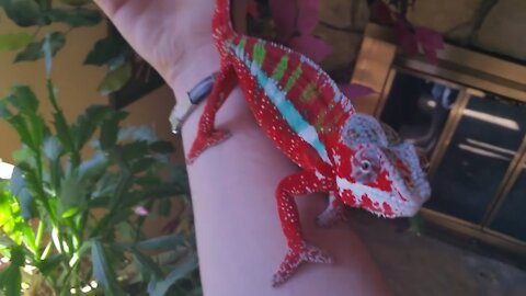 When a Chameleon trusts you