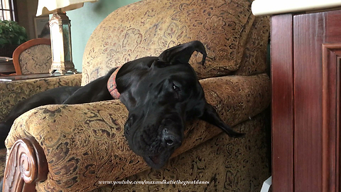 Adopted Great Dane Enjoys Her First Nap on the Furniture