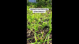 when to fertilise garlic