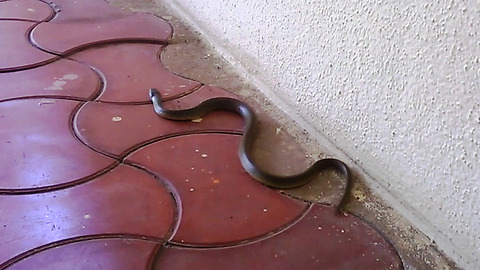Removing Beautiful Green snake from a hall