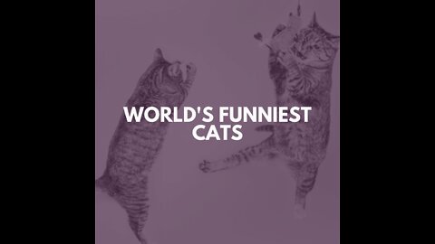 Don't try to hold your laughter when seeing the funniest cats in the world