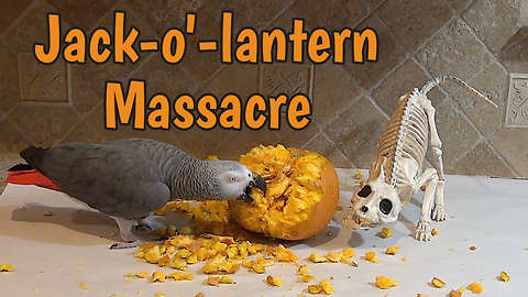 Ravenous Parrot Mutilates Jack-O-Lantern For Halloween