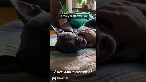 Pittie needing attention! #shorts #pitbull #dog #viral #viralshorts #viralvideo