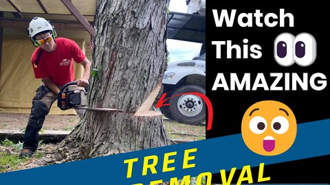 Amazin' Tree Removal