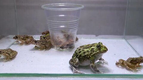 Pacman Frog Crazy Frog Centipede-6