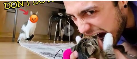 Cats😹 Attacking 😂People Compilation _ Cat Slapping💖 Their Owner _ Funny😂 Cat Videos