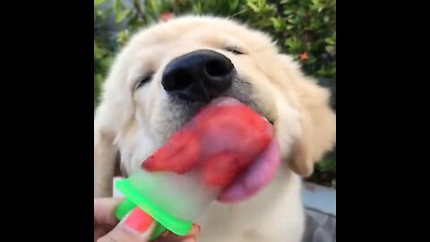 funny & cutiest puppies compilation #3 - funny puppies videos 2021