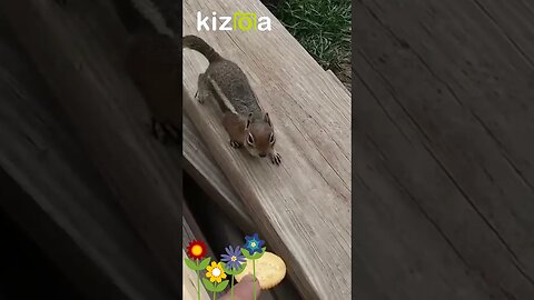 Feeding Easter Treats To Wild Chipmunk In Colorado