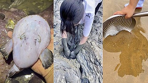 Berburu Hewan Laut Di Sekitar Pantai ASMR Hunting Sea Animals Around the Beach