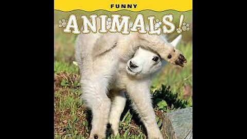 Funny animals 😄hub,funny animals club youtube, 🤣, funny animals dancing 💃😄, funny animals fighting 😄