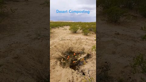 desert pumpkin coffee compost