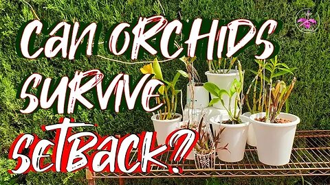 Can Orchids SURVIVE Set Back? How LONG can ORCHIDS take to grow OUT OF Set Back? #ninjaorchids
