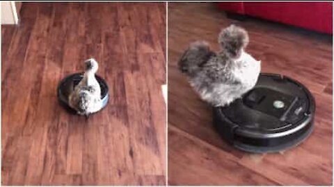 Une poule fan de Roomba!