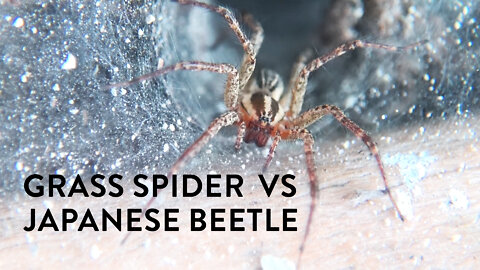 Grass Spider Vs. Japanese Beetle