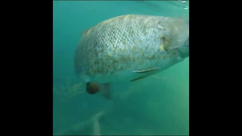 Smallmouth Bass release