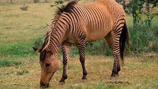 How Bizarre Is A Zebroid?