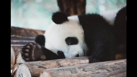 When he fell down from the tree, he was really cute