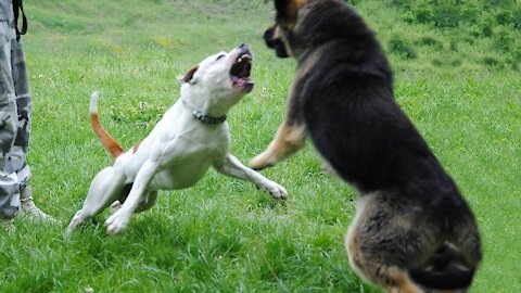 😱😱OMG CRAZY GERMAN SHEPHERD ATTACK PITBULL!!😱😱 [ OMG NO LEASH!] 😱😱