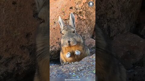 Mountain Viscacha 🐰 Disappointed Little Buddy!
