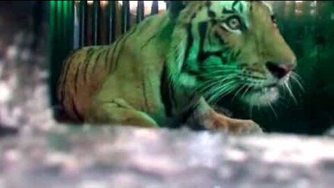 Trovata una tigre in una fabbrica abbandonata in India